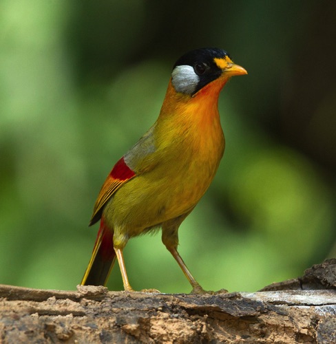 Silver-eared Media
Grounds of the Chinese University